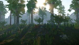 Forest Colony
